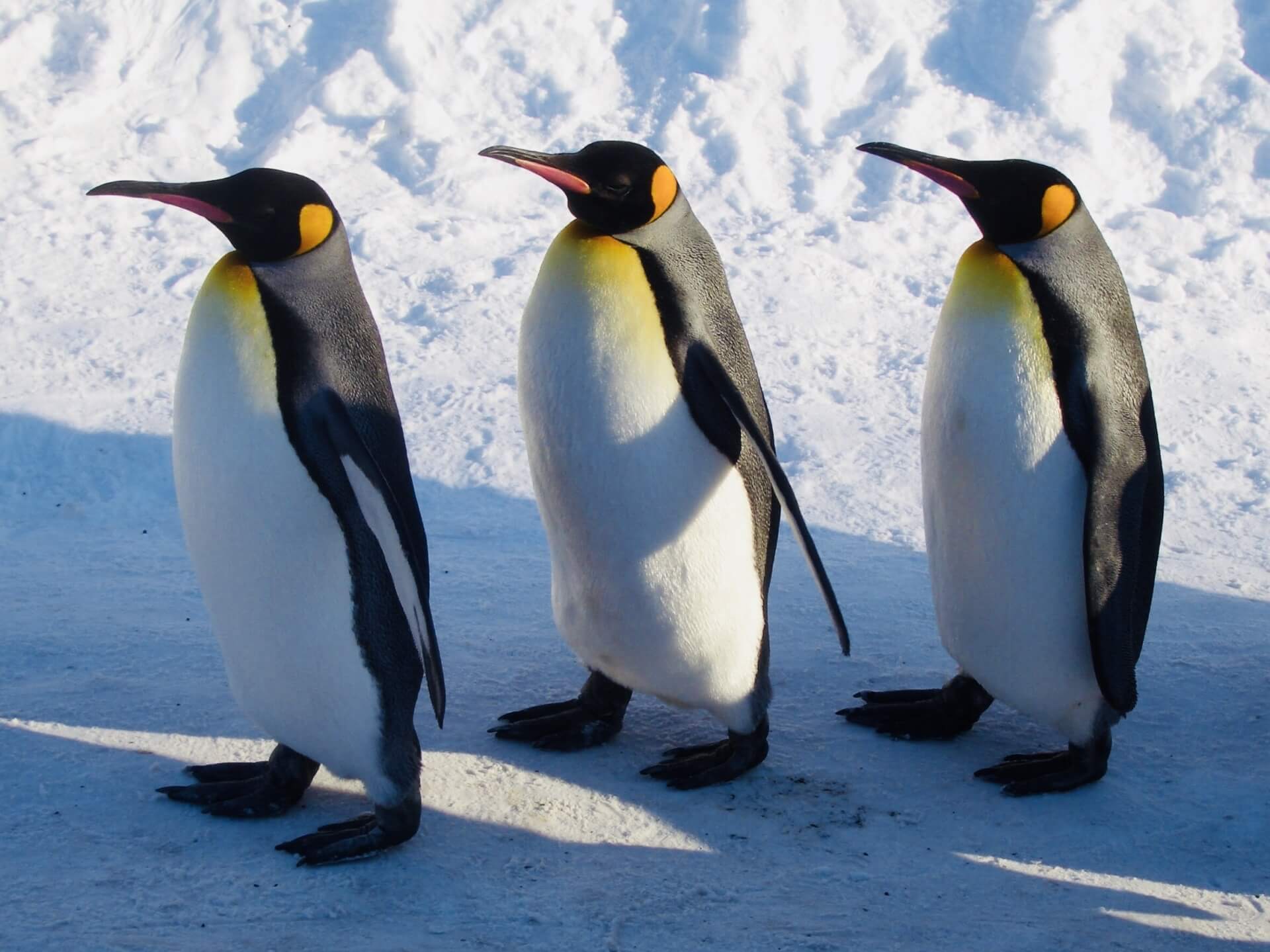 スマホゲーム ペンギンの島 の特徴を解説 裏を支えるプログラマーの仕事とは